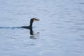 Cormorant Carrying Its Prey along the Lake Royalty Free Stock Photo