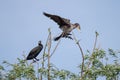 Cormorant colonies in Danube Delta , Romania wildlife bird watching