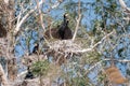 Cormorant colonies in Danube Delta , Romania wildlife bird watching