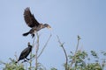 Cormorant colonies in Danube Delta , Romania wildlife bird watching