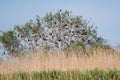 Cormorant colonies in Danube Delta , Romania wildlife bird watching