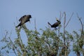 Cormorant colonies in Danube Delta , Romania wildlife bird watching