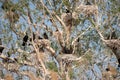 Cormorant colonies in Danube Delta , Romania wildlife bird watching