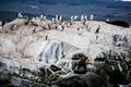 Cormorant colony on an island at Ushuaia in the Beagle Channel Beagle Strait, Tierra Del Fuego, Argentina Royalty Free Stock Photo