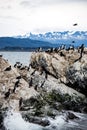 Cormorant colony on an island at Ushuaia in the Beagle Channel Beagle Strait, Tierra Del Fuego, Argentina