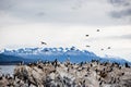 Cormorant colony on an island at Ushuaia in the Beagle Channel Beagle Strait, Tierra Del Fuego, Argentina Royalty Free Stock Photo