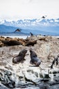 Cormorant colony on an island at Ushuaia in the Beagle Channel Beagle Strait, Tierra Del Fuego, Argentina