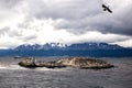 Cormorant colony on an island at Ushuaia in the Beagle Channel Beagle Strait, Tierra Del Fuego, Argentina Royalty Free Stock Photo