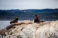 Cormorant colony on an island at Ushuaia in the Beagle Channel Beagle Strait, Tierra Del Fuego, Argentina Royalty Free Stock Photo