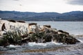 Cormorant colony on an island at Ushuaia in the Beagle Channel Beagle Strait, Tierra Del Fuego, Argentina Royalty Free Stock Photo