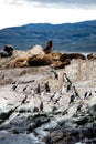 Cormorant colony on an island at Ushuaia in the Beagle Channel Beagle Strait, Tierra Del Fuego, Argentina Royalty Free Stock Photo