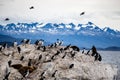 Cormorant colony on an island at Ushuaia in the Beagle Channel Beagle Strait, Tierra Del Fuego, Argentina Royalty Free Stock Photo