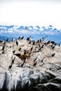 Cormorant colony on an island at Ushuaia in the Beagle Channel Beagle Strait, Tierra Del Fuego, Argentina Royalty Free Stock Photo