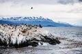 Cormorant colony on an island at Ushuaia in the Beagle Channel Beagle Strait, Tierra Del Fuego, Argentina Royalty Free Stock Photo