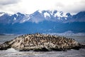 Cormorant colony on an island at Ushuaia in the Beagle Channel Beagle Strait, Tierra Del Fuego, Argentina Royalty Free Stock Photo