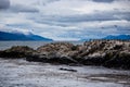 Cormorant colony on an island at Ushuaia in the Beagle Channel, Tierra Del Fuego, Argentina Royalty Free Stock Photo