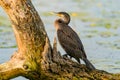 Cormorant in Danube Delta