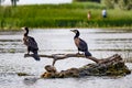 Cormorant in Danube Delta Romania Royalty Free Stock Photo