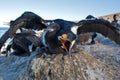 Cormorant Defending a Hatchling