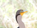 Cormorant Digital Illustration on Naturalistic Background - Florida Everglades National Park Wildlife
