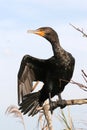 Black cormorant bird