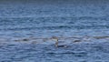 CORMORANT DIVE SUN SCOTLAND 100 IPS HD