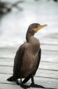 Cormorant on dock