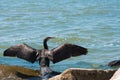 Cormorant dries its wings. The bird dries its plumage in the sun. The coast of the sea