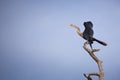 Cormorant dries its wings on a branch against the sky Royalty Free Stock Photo