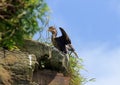 Cormorant dries its wings, sitting on the edge of a cliff