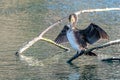 A cormorant dries its wings in the sun