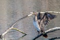 A cormorant dries its wings in the sun