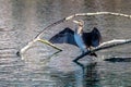 A cormorant dries its wings in the sun