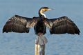 Cormorant dries wings Royalty Free Stock Photo