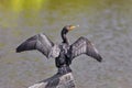 Double-crested Cormorant Dries Wings on Log Royalty Free Stock Photo
