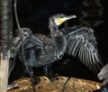 Cormorant dries wings after night fishing Royalty Free Stock Photo