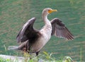 Cormorant drying its wings