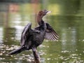 Cormorant drying out his plummage, Romania