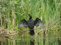 Cormorant drying out his plummage, Romania