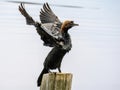 Cormorant drying out his plummage, Romania