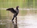 Cormorant drying out his plummage, Romania