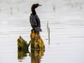 Cormorant drying out his plummage, Romania