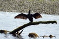 Cormorant drying wings Royalty Free Stock Photo
