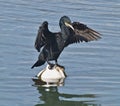Cormorant drying wings on a buoy in water Royalty Free Stock Photo