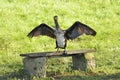 Cormorant drying wings on empty park bench