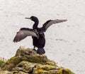 Cormorant drying wings Royalty Free Stock Photo