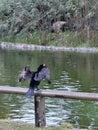 Cormorant Drying Wings on a Railing by the Water Royalty Free Stock Photo