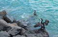 Cormorant drying wings in sun Royalty Free Stock Photo