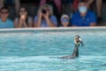 Cormorant eating a fish during a show Royalty Free Stock Photo