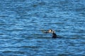 Cormorant eats a freshly caught big fish Royalty Free Stock Photo